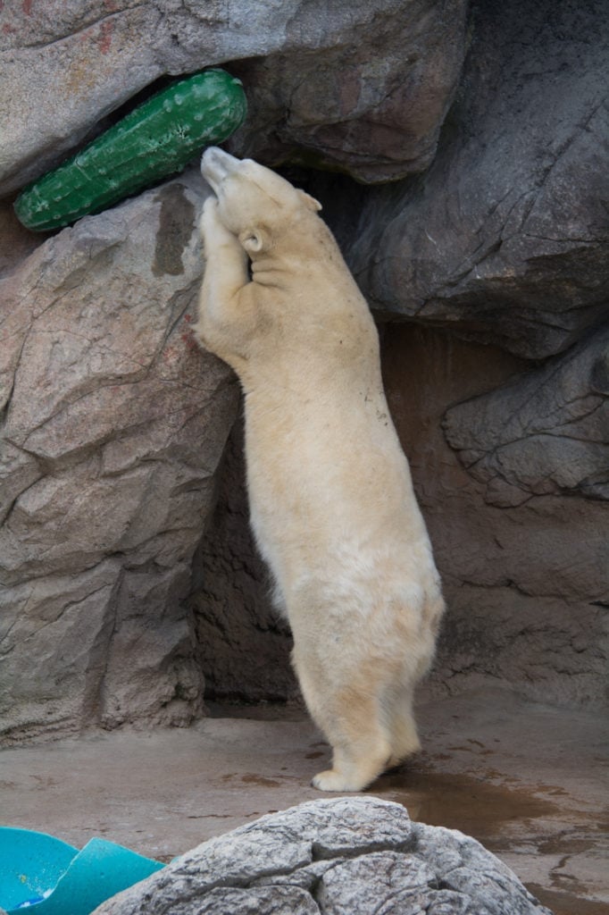 polar bear standing on hind legs reaches into rocks to pull out large plastic pickle