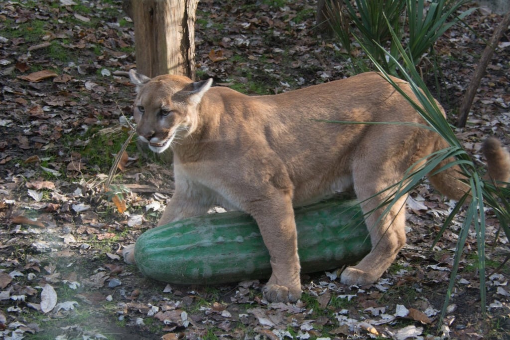 cougar in woods standing over top of large plastic pickle