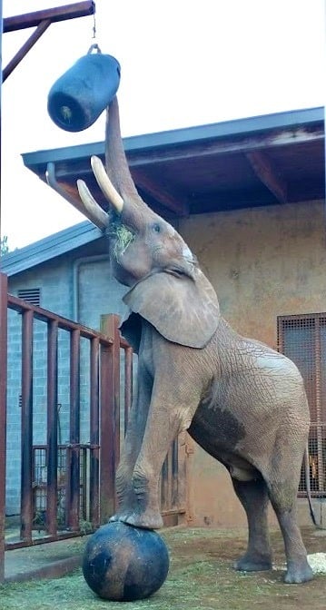 elephant reaches for pickle barrel with trunk