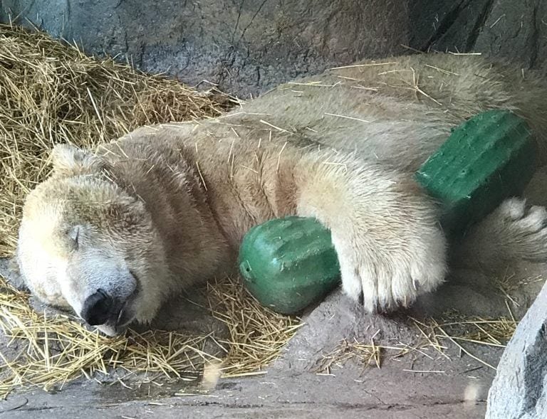 polar bear asleep on hay cuddling a plastic pickle